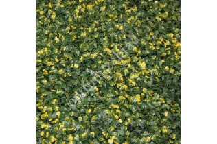 BUXUS VG