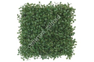 BUXUS GREEN