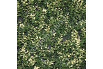 BUXUS LONG VG