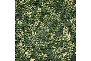 BUXUS LONG VG