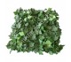 HEDERA BLOOM